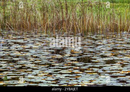 Roseaux et nénuphars dans l'étang de landes, Oberstdorf, Oberallgaeu, Allgaeu, Bavière, Allemagne, Europe Banque D'Images