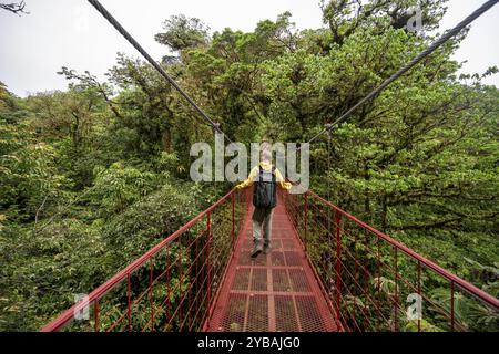 Jeune homme, touriste sur le pont suspendu rouge entre les cimes des arbres dans la forêt tropicale, Monteverde Cloud Forest, Monte Verde, Puntarenas Province, Costa R. Banque D'Images