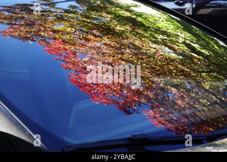 Arbres aux couleurs d'automne reflétés dans un pare-brise, octobre, Allemagne, Europe Banque D'Images