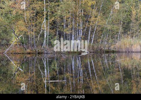 Bouleaux (Betula), couleurs d'automne, arbres colorés d'automne se reflètent dans l'eau de l'étang de landes, Oberstdorf, Oberallgaeu, Allgaeu, Bavière, allemand Banque D'Images