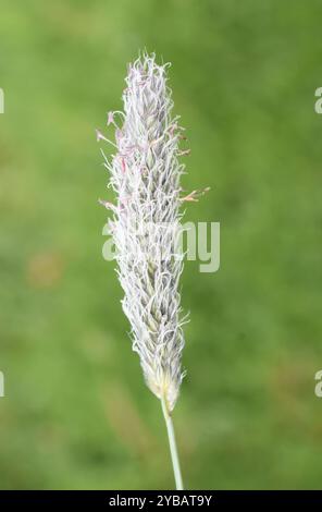 Alopecurus pratensis prairie de renard fleur de l'herbe libérant le pollen Banque D'Images