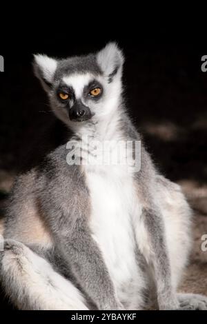 Le dos de lémurien à queue annulaire est gris avec des membres gris et des têtes et des cous gris foncé. Ils ont de longues queues rayées. Banque D'Images