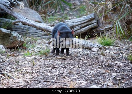 Le diable de Tasmanie est de couleur noire avec une bande blanche sur la poitrine et le quartier arrière et a des oreilles roses presque sans poils. Banque D'Images