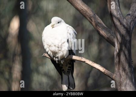 Le pigeon Torresian Imperial Pigeon est tout blanc avec des extrémités d'aile noires Banque D'Images