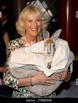 Photo datée du 05/11/12 de la reine Camilla (alors duchesse de Cornouailles) tient un joey Kangourou appelé Ruby Blue alors qu'elle visite le Temple de la renommée du rancher de bétail à Longreach, Australie. Le roi et la reine commencent une visite de cinq jours en Australie vendredi, le premier voyage long-courrier du roi à l'étranger depuis son diagnostic de cancer. Date d'émission : vendredi 18 octobre 2024. Banque D'Images