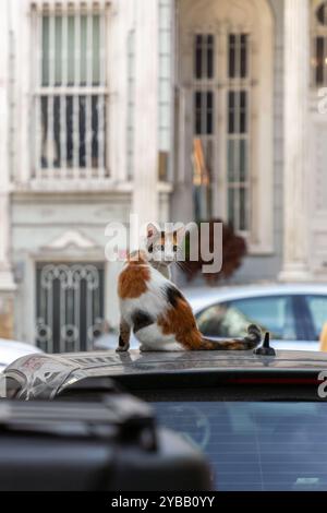 Beau chat blanc moelleux regardant la caméra, chats de rue mignons à Istanbul. Banque D'Images