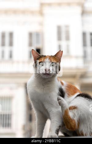 Beau chat blanc moelleux regardant la caméra, chats de rue mignons à Istanbul. Banque D'Images