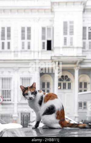 Beau chat blanc moelleux regardant la caméra, chats de rue mignons à Istanbul. Banque D'Images