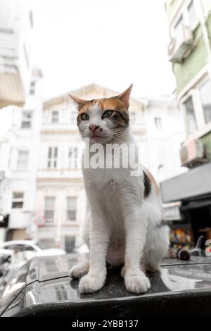 Beau chat blanc moelleux regardant la caméra, chats de rue mignons à Istanbul. Banque D'Images