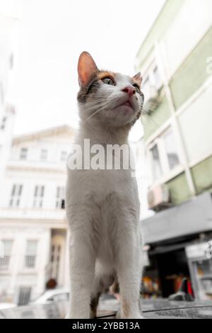 Beau chat blanc moelleux regardant la caméra, chats de rue mignons à Istanbul. Banque D'Images