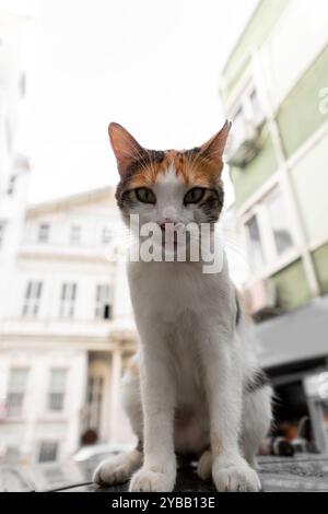 Beau chat blanc moelleux regardant la caméra, chats de rue mignons à Istanbul. Banque D'Images