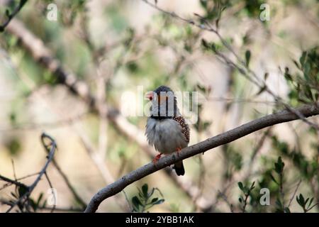 le zèbre mâle finch a un corps gris avec un blanc sous le ventre avec une queue noire et blanche. Il a des joues orange et une bande noire sur son visage Banque D'Images