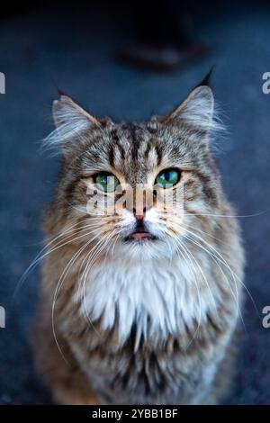 Beau chat tabby moelleux avec des yeux turquoise regardant la caméra, chats de rue mignons à Istanbul. Banque D'Images