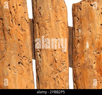 Vieille planche mangée par les insectes. Gros plan. Arrière-plan entier. Banque D'Images