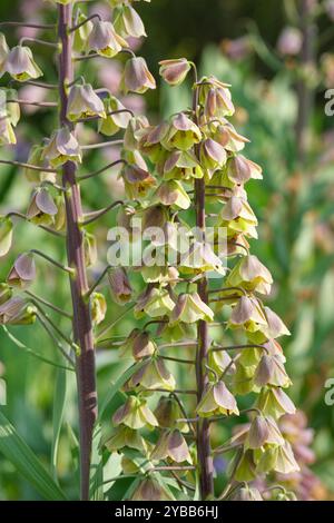 Fritillaria persica Bicolour Magic Bells, Lily persan, Fritillary persan, pointes de fleurs vertes lavées avec du mauve, Banque D'Images