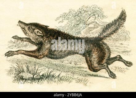 Canis lupus, (livre d'histoire naturelle, 1861), Wolf Banque D'Images