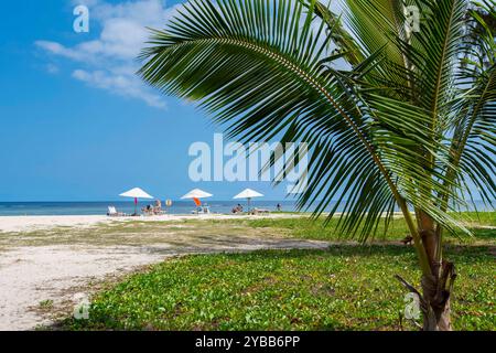 Kokospalme oder Kokosnußpalme Cocos nucifera, Flic en Flac Beach, Strand, Indischer Ozean, Insel, Ile Maurice, Afrika mcpins *** noix de coco palmier ou noix de coco Banque D'Images