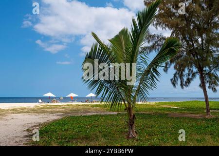 Kokospalme oder Kokosnußpalme Cocos nucifera, Flic en Flac Beach, Strand, Indischer Ozean, Insel, Ile Maurice, Afrika mcpins *** noix de coco palmier ou noix de coco Banque D'Images