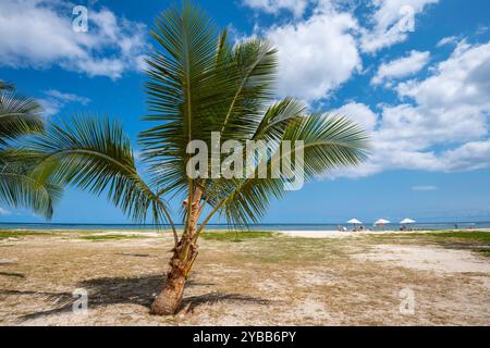 Kokospalme oder Kokosnußpalme Cocos nucifera, Flic en Flac Beach, Strand, Indischer Ozean, Insel, Ile Maurice, Afrika mcpins *** noix de coco palmier ou noix de coco Banque D'Images