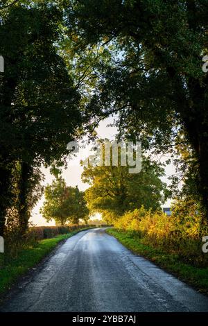 Matin d'automne le long d'une route de campagne. Northamptonshire, Angleterre Banque D'Images
