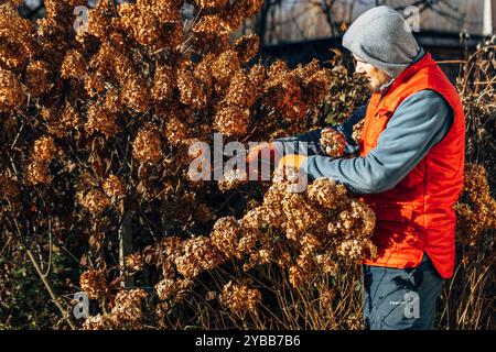 Un jardinier portant des gants coupe les fleurs d'hortensia fanées avant l'hiver Banque D'Images