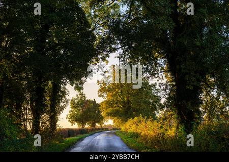 Matin d'automne le long d'une route de campagne. Northamptonshire, Angleterre Banque D'Images