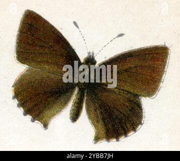 Green Hairstreak Callophrys rubi, (, ), Grüner Zipfelfalter Banque D'Images