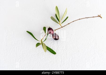 Olives noires sur une branche isolée dans un fond blanc. Banque D'Images