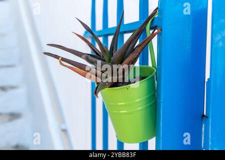 Une plante d'aloe vera poussant dans un pot de fleurs en métal, accrochée à des balustrades en métal bleu. Banque D'Images