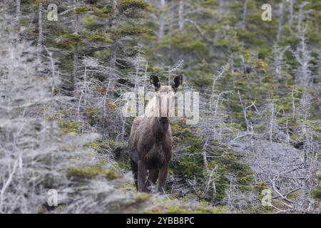 Orignal dans la forêt Terre-Neuve-et-Labrador NL, Canada Banque D'Images