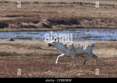 Caribou des bois du Canada Terre-Neuve Canada Banque D'Images