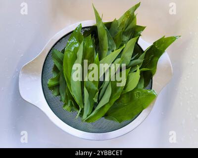 Natures mortes vues d'au-dessus des feuilles de ramson fraîches dans une passoire Banque D'Images