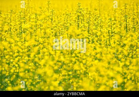 Photographie rapprochée d'un champ de canola en fleurs avec des fleurs jaunes. Banque D'Images