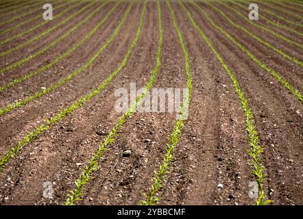 Photographie de rangées verticales de nouvelles pousses de maïs poussant dans une vue de paysage d'un champ de maïs. Banque D'Images