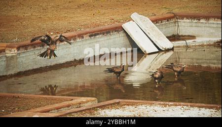 Beaucoup d'oiseaux cerfs-volants noirs - Milvus migrans - oiseau assis près de la piscine d'eau et de l'eau potable. New Delhi, Delhi, Inde. Colombes sur le tombeau de Humayun Banque D'Images