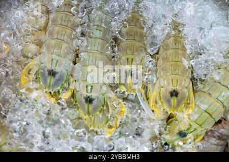 Écrevisses (crevettes mantis) congelées sur glace en vente au marché central (Phsar Thmei) à Phnom Penh, Cambodge. Banque D'Images