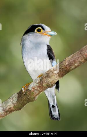 Broadbill argenté, Serilophus Lunatus, homme, Fraiser's Hill, Malaisie Banque D'Images