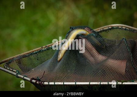 LK Osnabrück, Deutschland 30. Août 2024 : Im Bild : eine Person, Angler, hält einen Aal der sich in einem Kescher befindet in der hand. Angeln oder auch Sportfischen ist die Ausübung der Fischerei mit einer oder mehreren Handangeln Niedersachsen *** LK Osnabrück, Allemagne 30 août 2024 sur l'image Une personne, pêcheur à la ligne, tient une anguille dans un filet d'atterrissage dans sa main la pêche à la ligne ou la pêche sportive est la pratique de la pêche avec une ou plusieurs cannes à pêche à la main basse-Saxe Copyright : xFotostandx/xGelhotx Banque D'Images