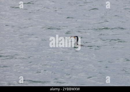 Cormoran nageant avec de petits poissons dans son bec - oiseau pêché du poisson Banque D'Images