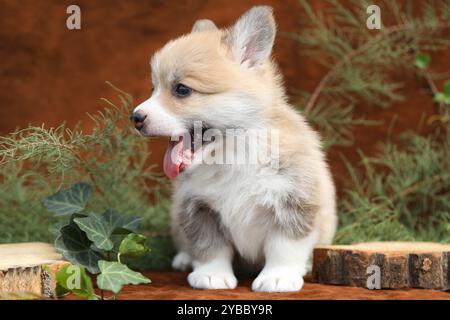 Mignon petit chiot corgi gallois pembroke Banque D'Images