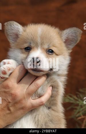 Mignon petit chiot corgi gallois pembroke Banque D'Images