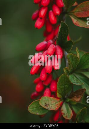 Gros plan des baies rouges mûres sur l'arbuste d'épine-vinette en automne. Banque D'Images