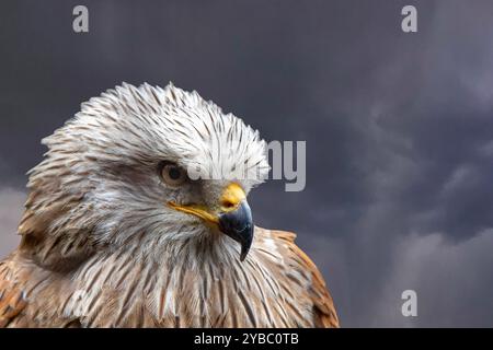 Portrait d'oiseau Red Kite en gros plan de profil Banque D'Images