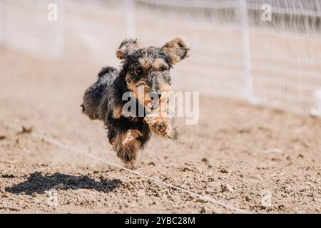 Teckel à poil métallique de race pure course à leurre de course Sprint Dog Sport Banque D'Images