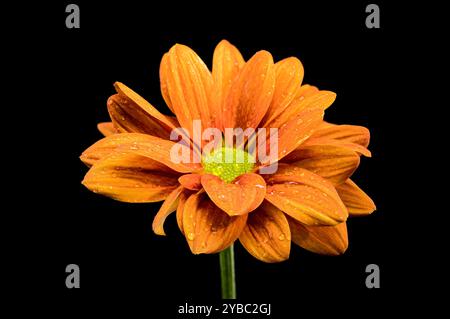 Chrysanthemum multiflora Conaco Orange sur fond noir Banque D'Images