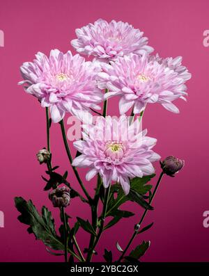 Chrysanthemum multiflora rose sur fond rose Banque D'Images