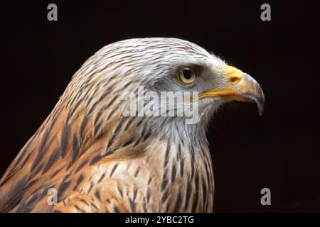 Portrait d'oiseau Red Kite en gros plan de profil Banque D'Images