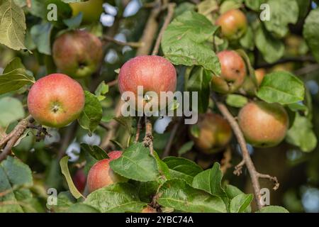 Gros plan de pommes mûres accrochées à une branche d'arbre avec des feuilles vertes dans un verger par une journée ensoleillée. Banque D'Images