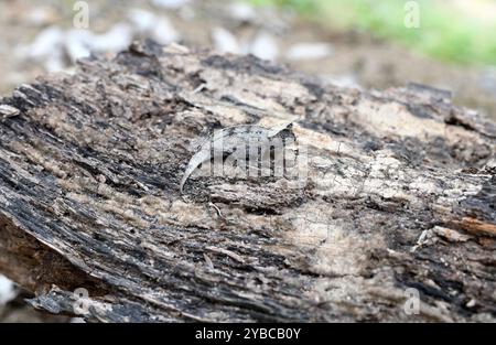 Le caméléon à feuilles brunes (Brookesia superciliaris) est un petit caméléon endémique de l'est de Madagascar. Banque D'Images