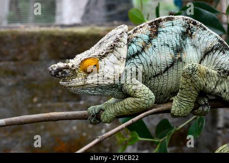 Le caméléon de Parson (Calumma parsonii) est un caméléon endémique de l'est de Madagascar. Banque D'Images
